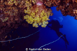 Soft coral magic by Peet J Van Eeden 